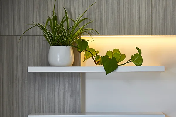 Office plants - Wellness Program Wardle Partners Accountants and Advisors